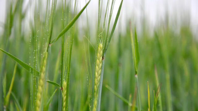 Scientists discover natural defence mechanism to BYDV