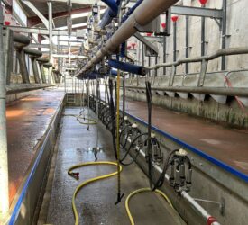 Is it worth moving to once-a-day milking?