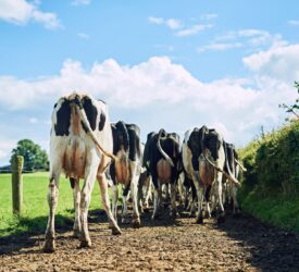 Dairy advice: Correcting cow flow this winter