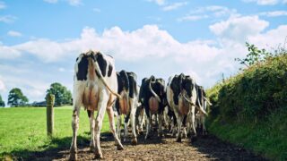 Dairy advice: Correcting cow flow this winter