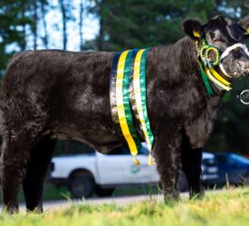 Back-to-back championships for Drumhill herd at NI Angus calf show