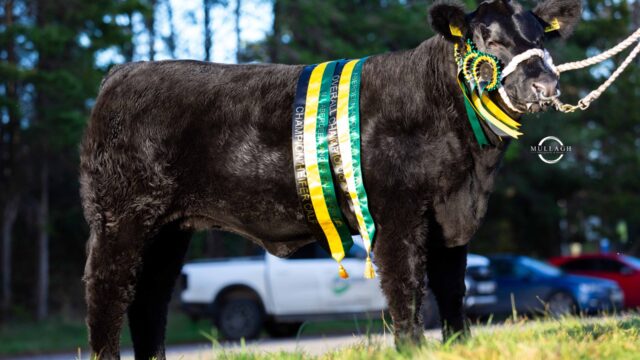 Back-to-back championships for Drumhill herd at NI Angus calf show