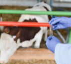 Boehringer Ingelheim MD elected president of global animal health association