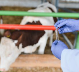 Boehringer Ingelheim MD elected president of global animal health association