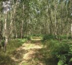 DAERA: Small Woodland Grant Scheme opens for applications
