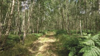 DAERA: Small Woodland Grant Scheme opens for applications