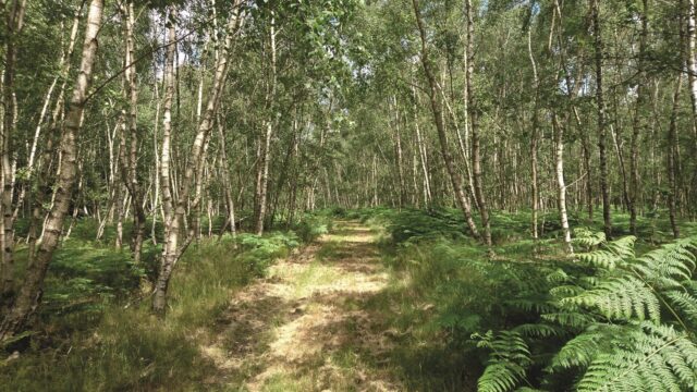 DAERA: Small Woodland Grant Scheme opens for applications