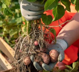 Turning potato crop waste into skincare gold in Scotland