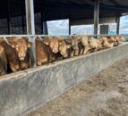 Clearer details about Northern Ireland’s bluetongue outbreak