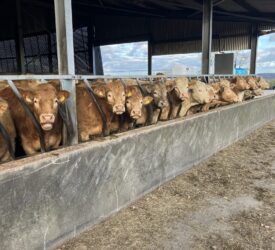 Clearer details about Northern Ireland’s bluetongue outbreak