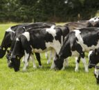 NI dairy farmers facing one of ‘toughest financial squeezes in recent memory’