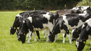 NI dairy farmers facing one of ‘toughest financial squeezes in recent memory’