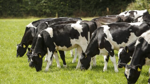NI dairy farmers facing one of ‘toughest financial squeezes in recent memory’