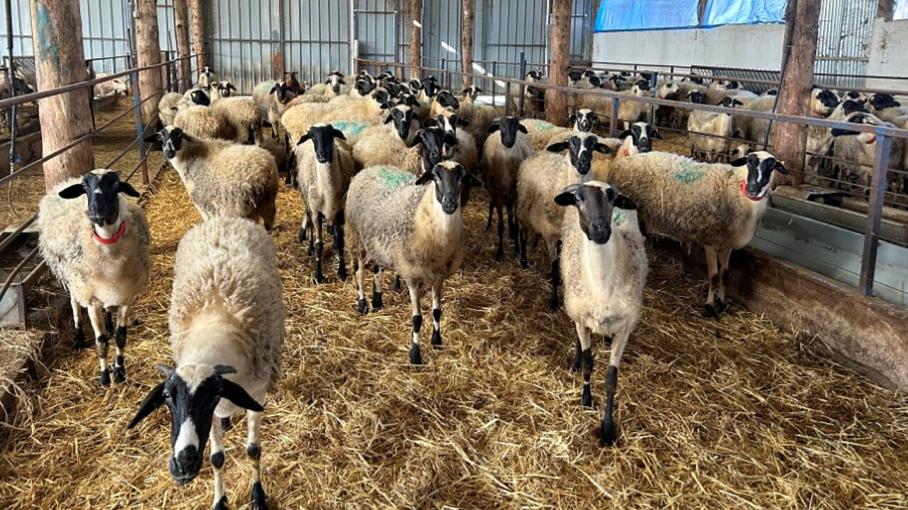 430k sheep and goats culled in Greece due to pox virus