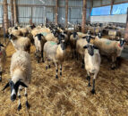 430k sheep and goats culled in Greece due to pox virus