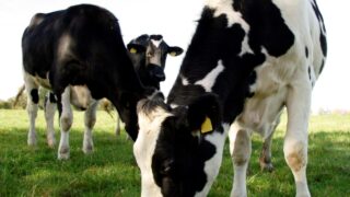Calls for fairness in UK dairy sector are ‘falling on deaf ears’ – FFA