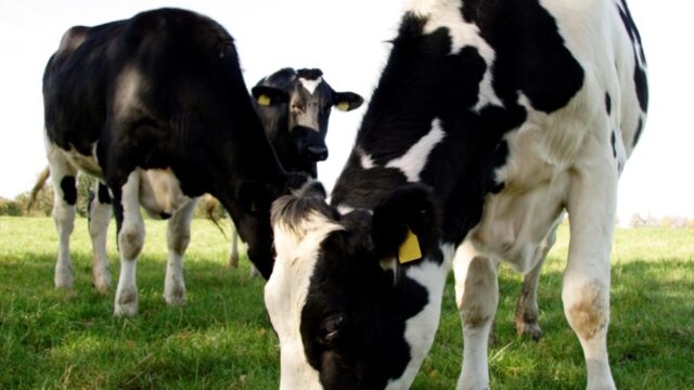 Calls for fairness in UK dairy sector are ‘falling on deaf ears’ – FFA
