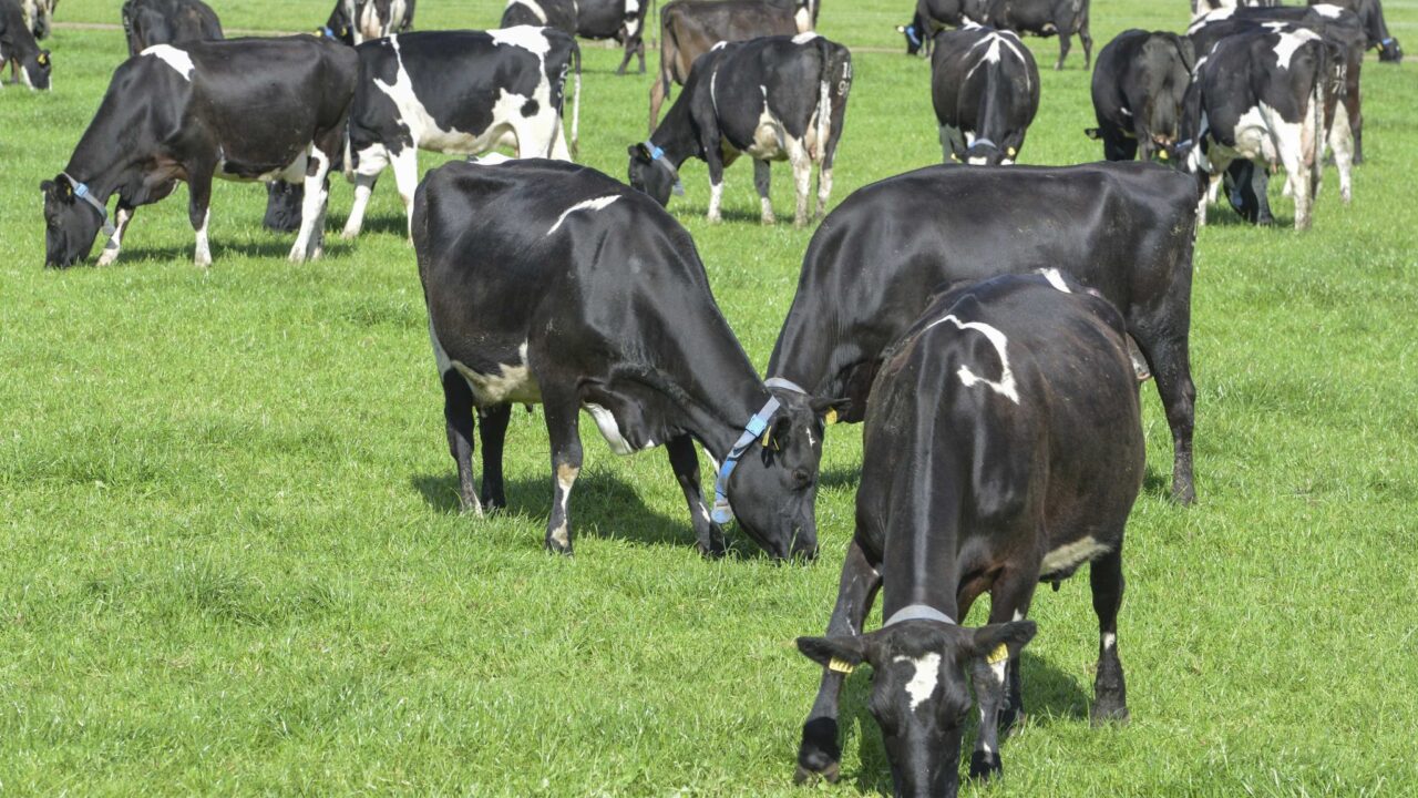 UK dairy farmers urged to take part in nationwide survey