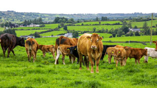 Suspected bluetongue in NI ‘must serve as a wake-up call’
