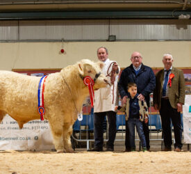 Results: Fermanagh pedigree cattle breeders end showing year in style