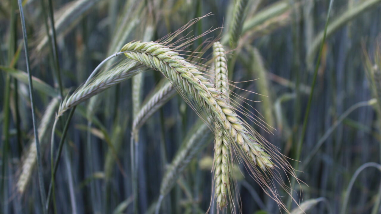 Grain contaminants continue to pose challenges for UK cereal sector