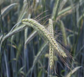 Grain contaminants continue to pose challenges for UK cereal sector