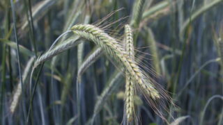 Grain contaminants continue to pose challenges for UK cereal sector