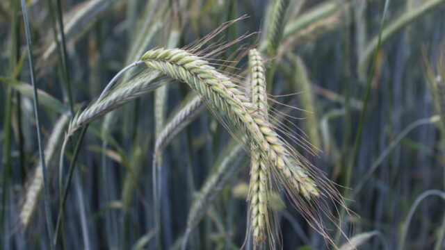 Grain contaminants continue to pose challenges for UK cereal sector