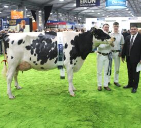 Cattle from Republic not to compete at 2025 Royal Ulster Winter Fair