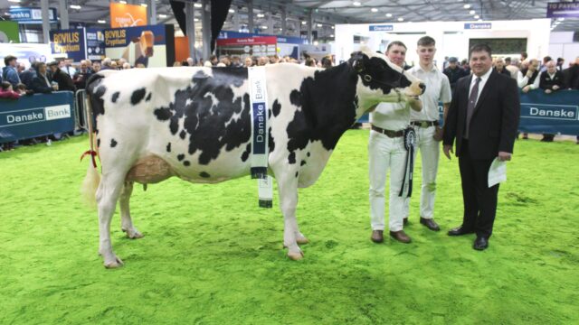 Cattle from Republic not to compete at 2025 Royal Ulster Winter Fair