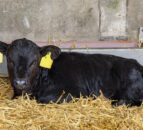 Autumn calving: Calf management during the weaning period