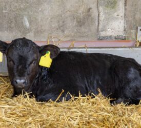 Autumn calving: Calf management during the weaning period