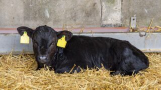 Autumn calving: Calf management during the weaning period