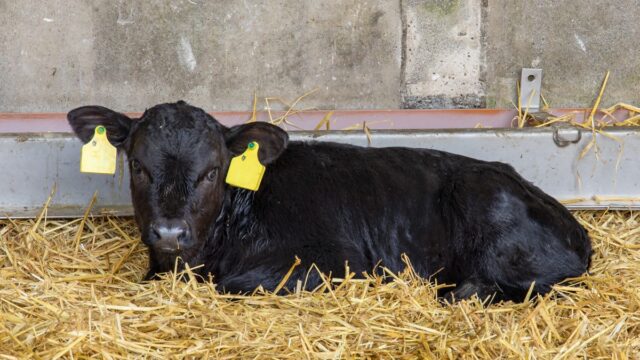 Autumn calving: Calf management during the weaning period