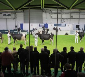 RUAS: ‘No cattle classes” at 2025 Royal Ulster Winter Fair