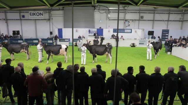 RUAS: ‘No cattle classes” at 2025 Royal Ulster Winter Fair