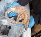 Man arrested after 38kg of illegal bushmeat seized