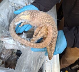 Man arrested after 38kg of illegal bushmeat seized