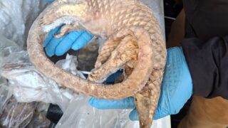 Man arrested after 38kg of illegal bushmeat seized