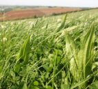 Want to know how to increase yields with lower inputs of N?