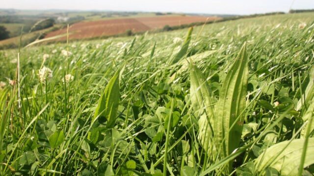 Want to know how to increase yields with lower inputs of N?