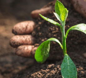 Soil Association seeks feedback from NI agri-food sector