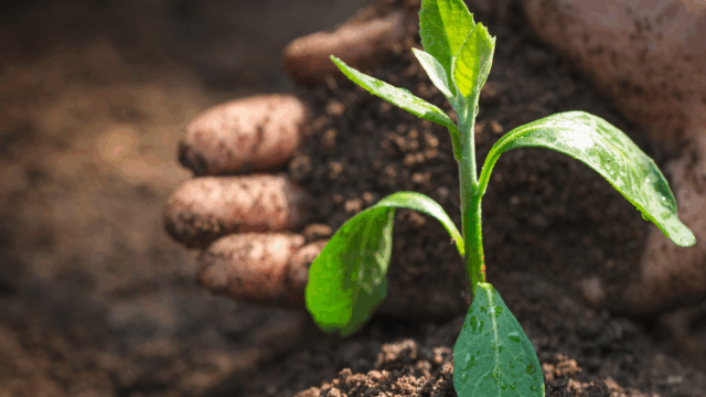 Soil Association seeks feedback from NI agri-food sector