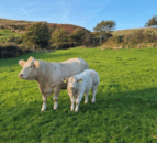 What suckler farmers need to know about myostatin