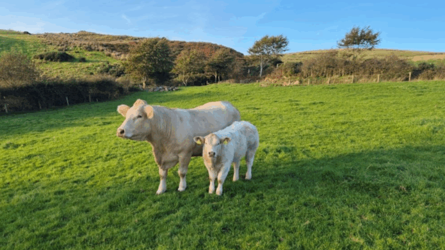 What suckler farmers need to know about myostatin