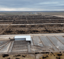 Rural focus revisit: Building a 150,000 head feedlot in Nebraska