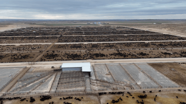 Rural focus revisit: Building a 150,000 head feedlot in Nebraska