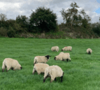 UFU: ‘No excuse’ for processors to cut lamb price as movement rules ease