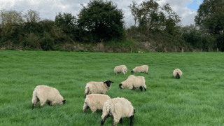 UFU: ‘No excuse’ for processors to cut lamb price as movement rules ease