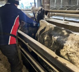 NI farmers urged to act on TB ‘resolved inconclusive animals’